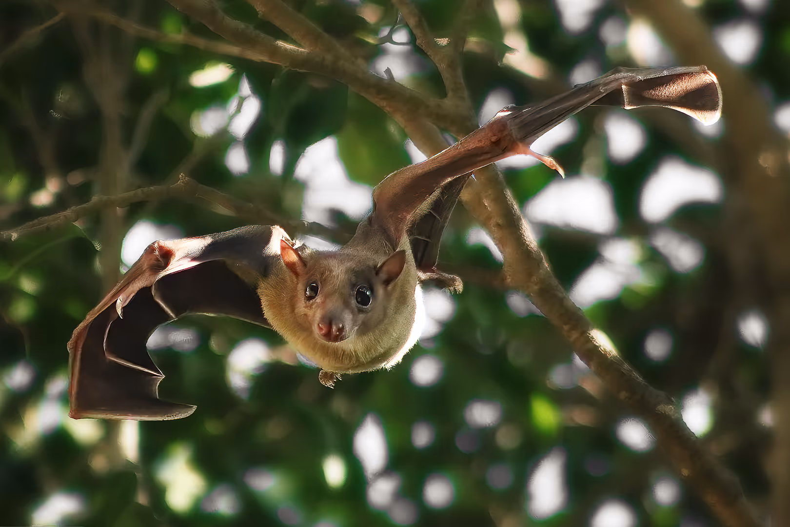 עטלף פירות מצוי בתעופה לכיוון המצלמה