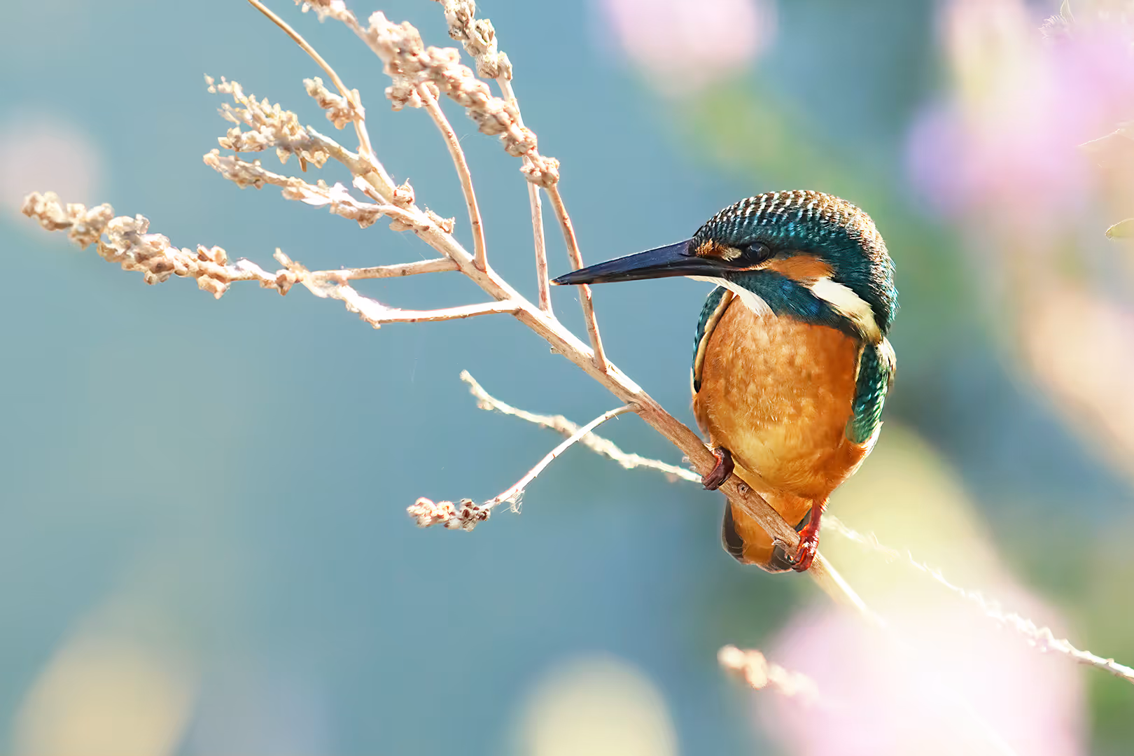 שלדג גמדי על ענף
