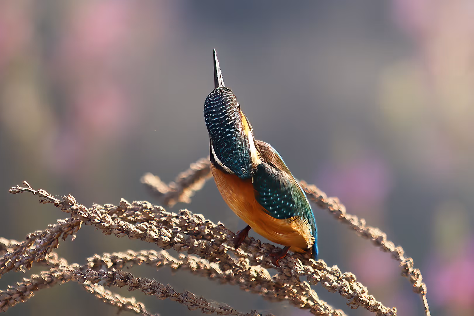 שלדג גמדי מביט לאחור על ענף 