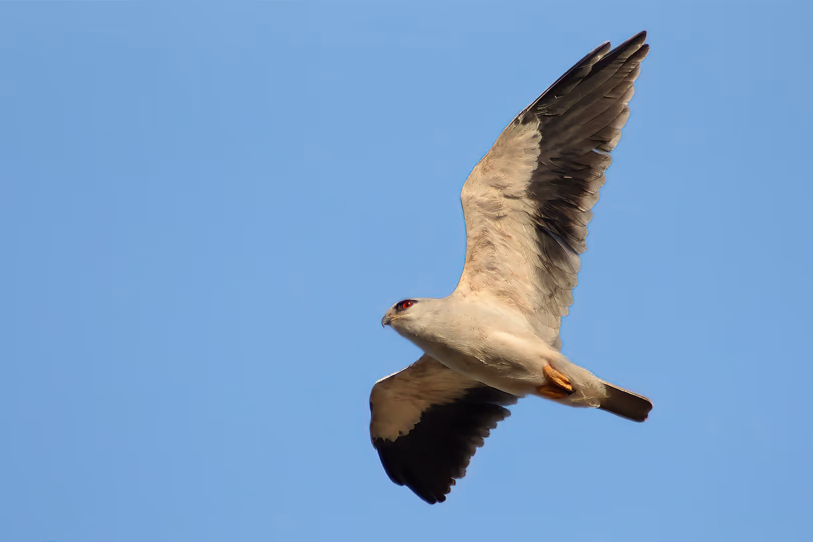 דאה שחורת כתף בתעופה