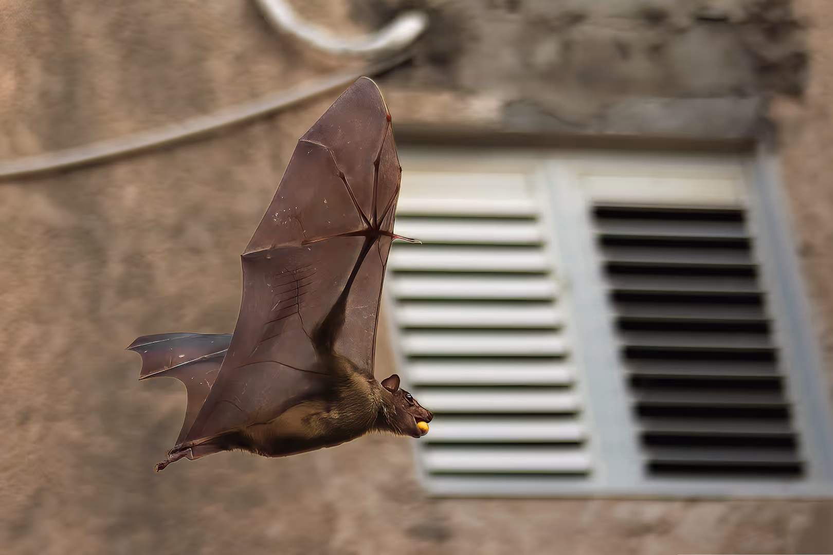 עטלף פירות מצוי בתעופה עם פרי בפה על רקע בניין