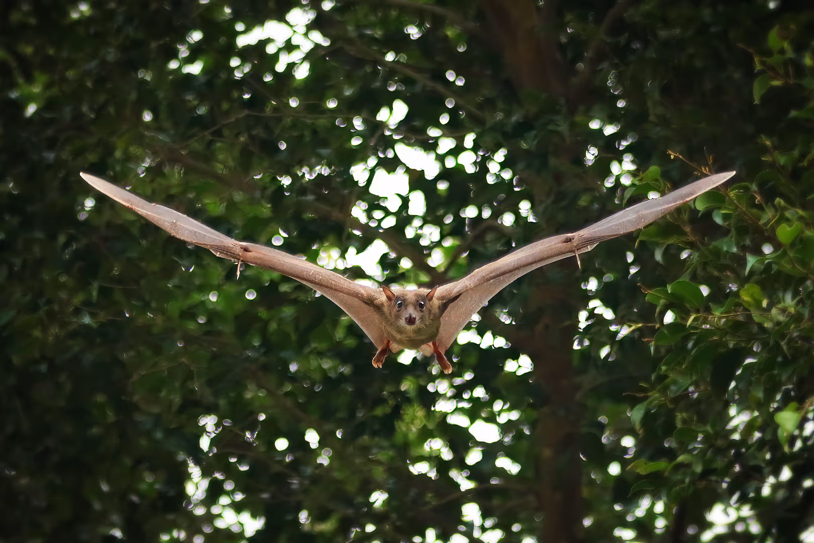 עטלף פירות מצוי בתעופה לכיוון המצלמה