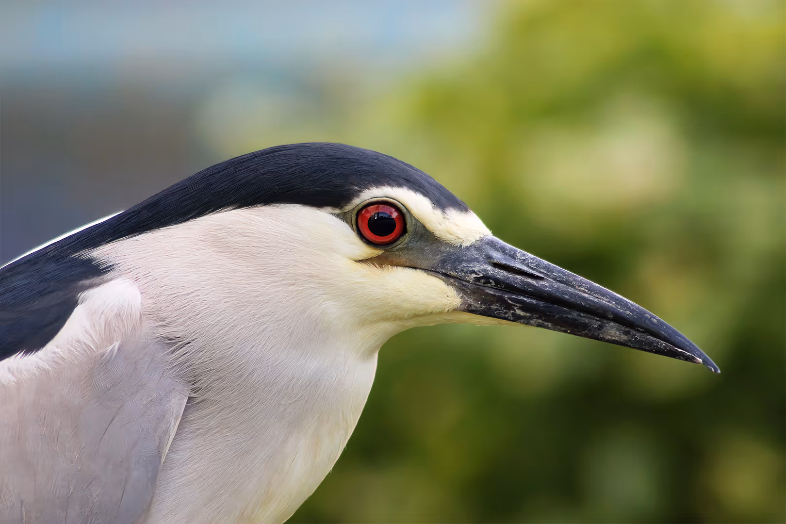 אנפת לילה בתקריב