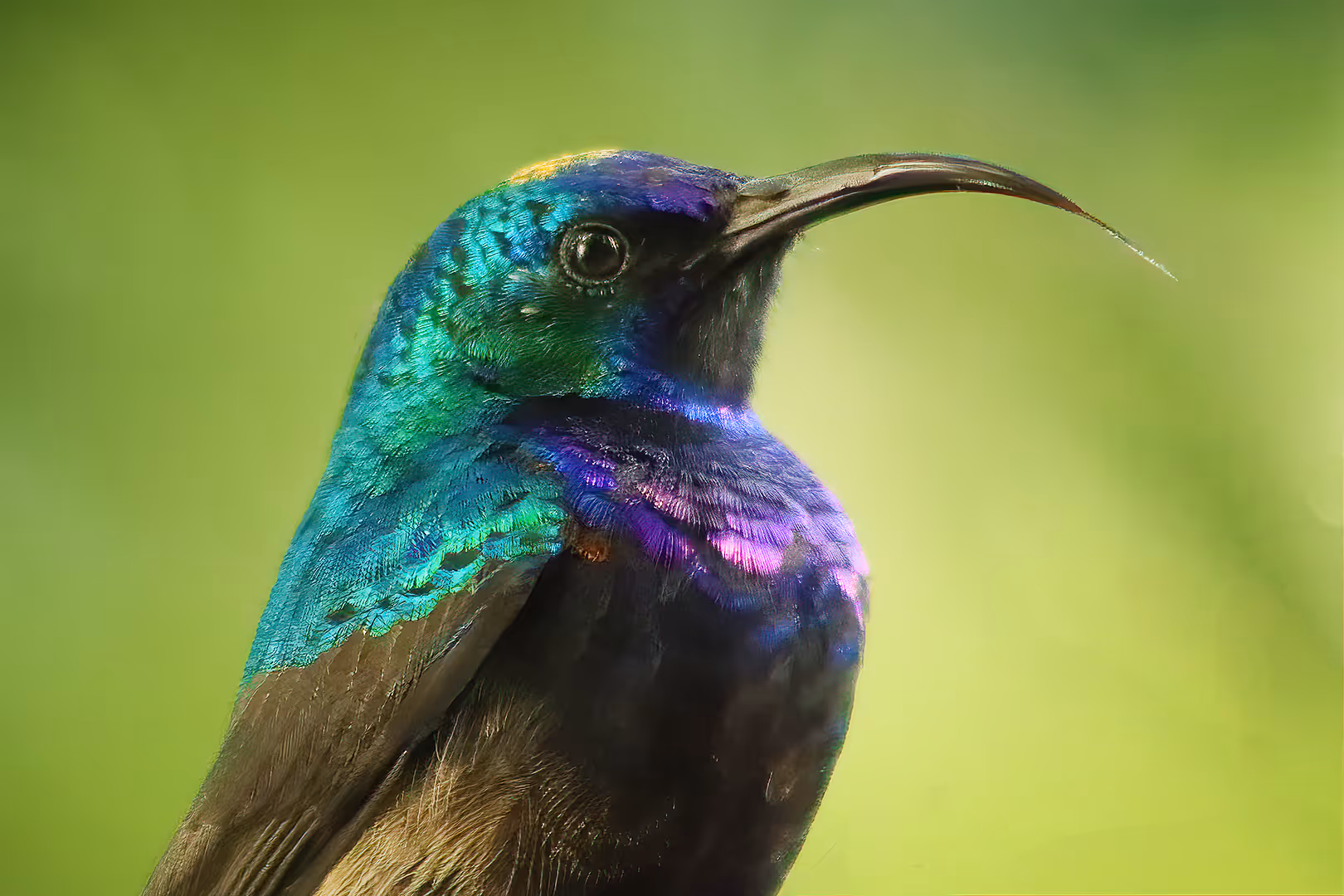צופית בוהקת בתקיב