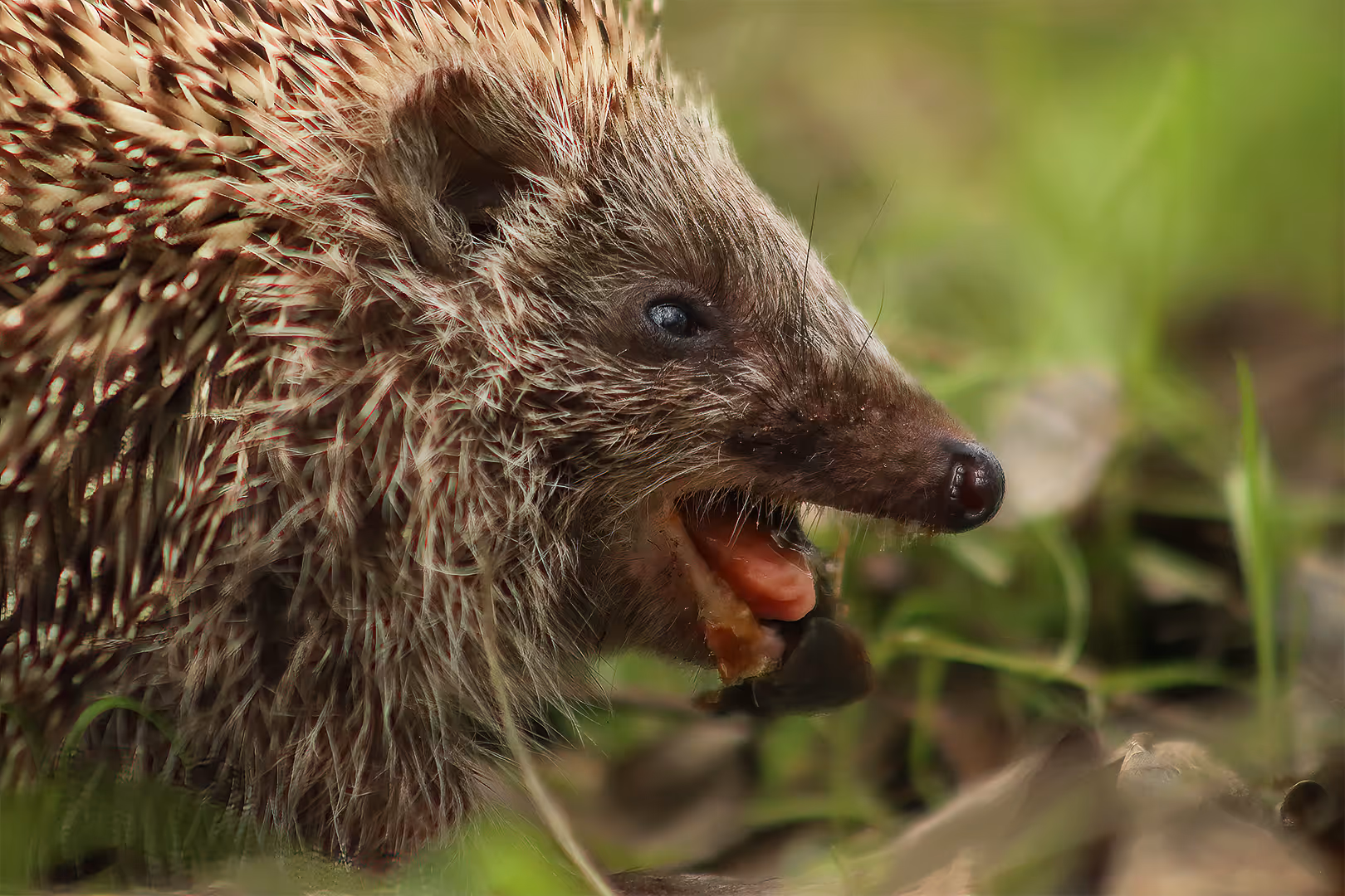 קיפוד מצוי עם פה פתוח בתקריב