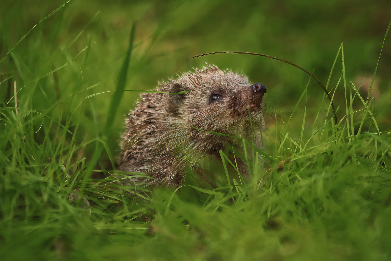 קיפוד מצוי מביט בענף