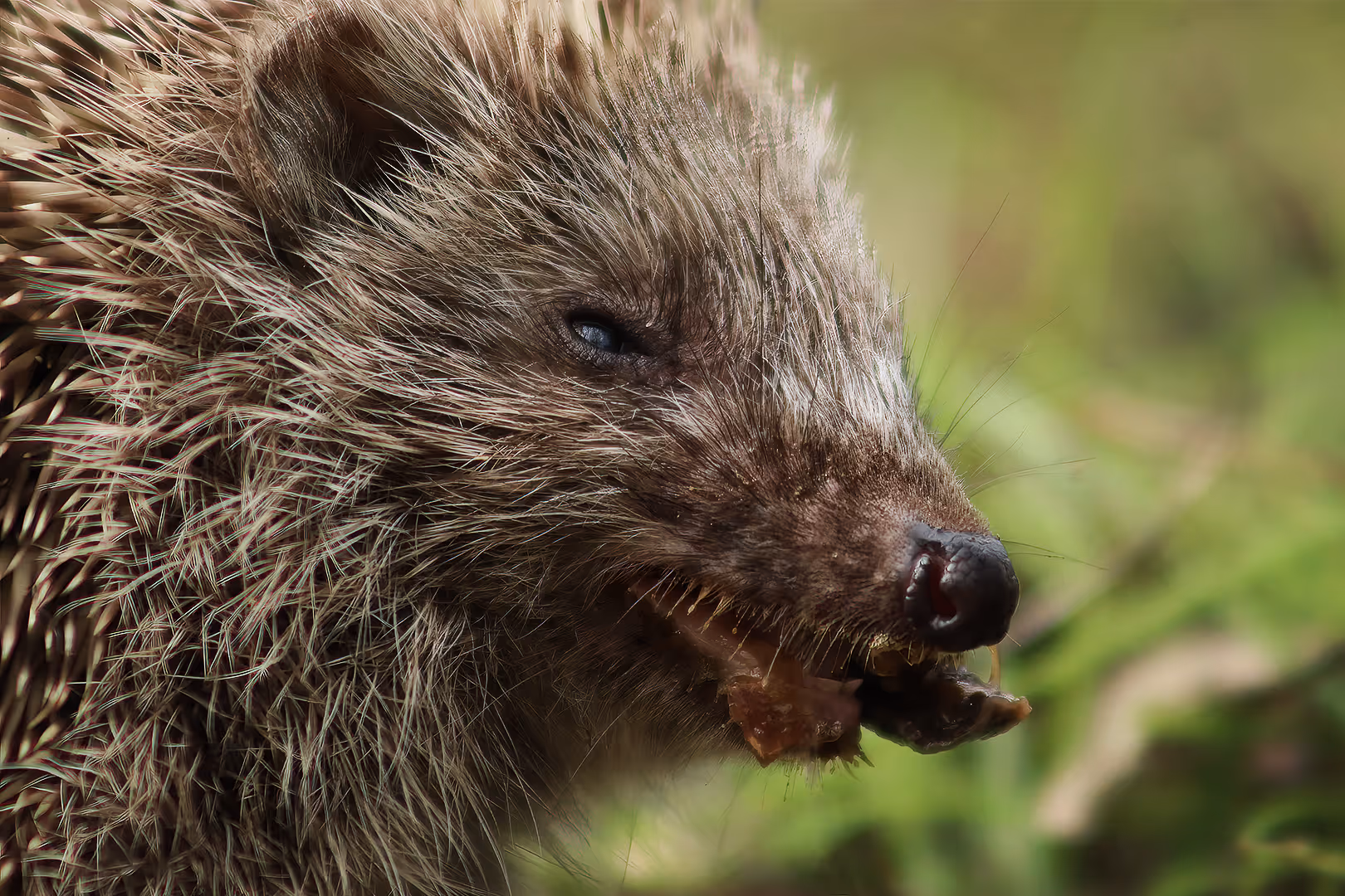 קיפוד מצוי לועס חילזון בתקריב