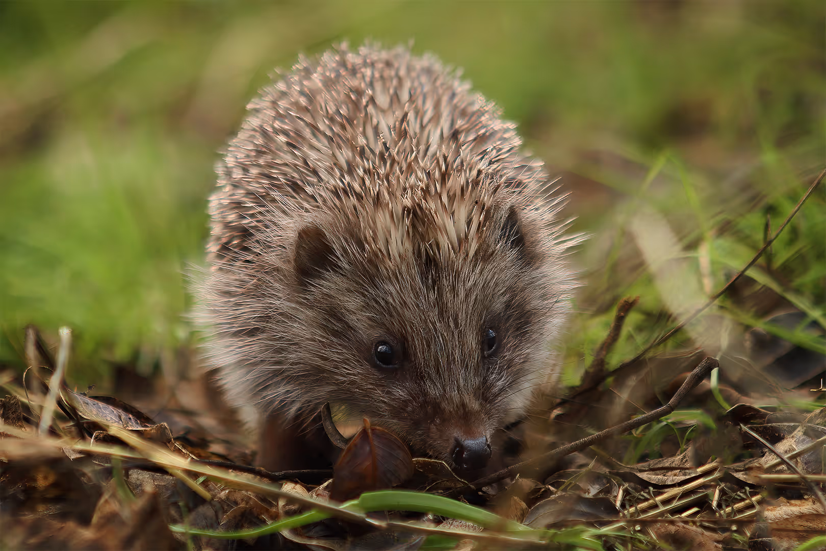 קיפוד מצוי הולך בדשא