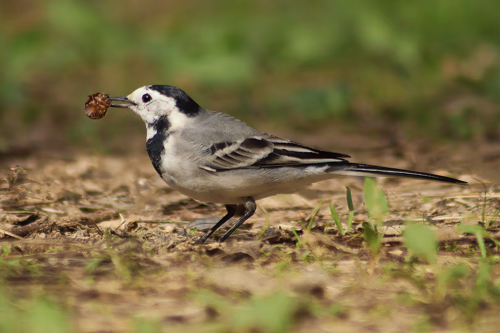 נחליאלי לבן עם חרק במקור