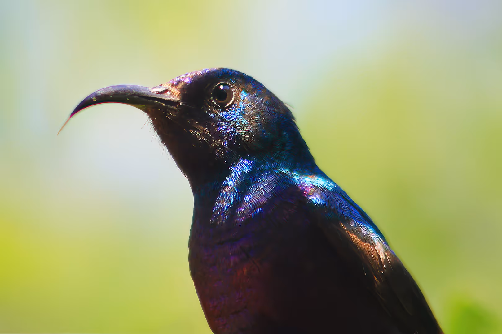 צופית בוהקת בתקריב