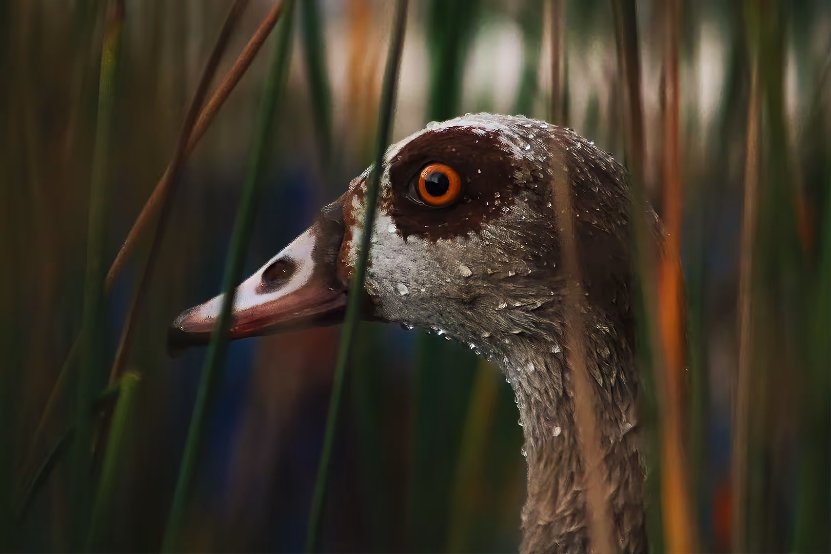 יאורית מצרית עם טיפות מים בתקריב