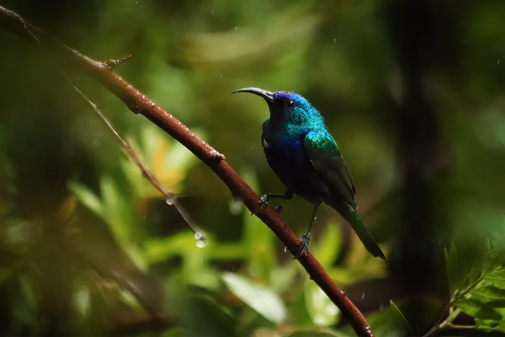 צופית בוהקת בגשם