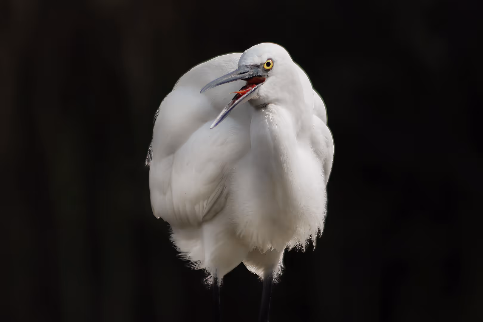 לבנית קטנה עם מקור פתוח