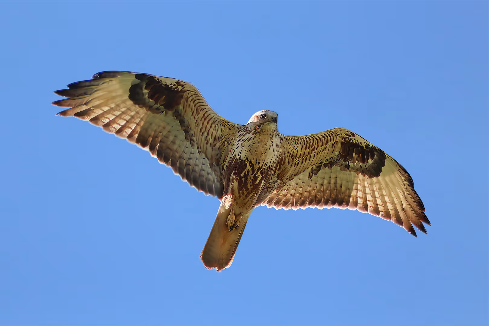 עקב עיטי בתעופה