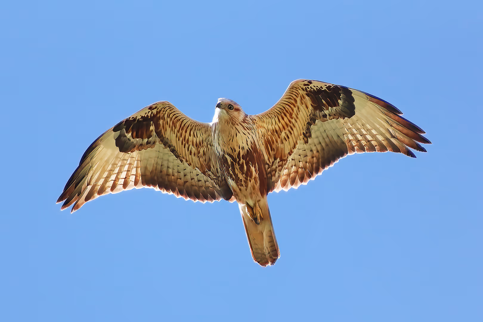 עקב עיטי בתעופה