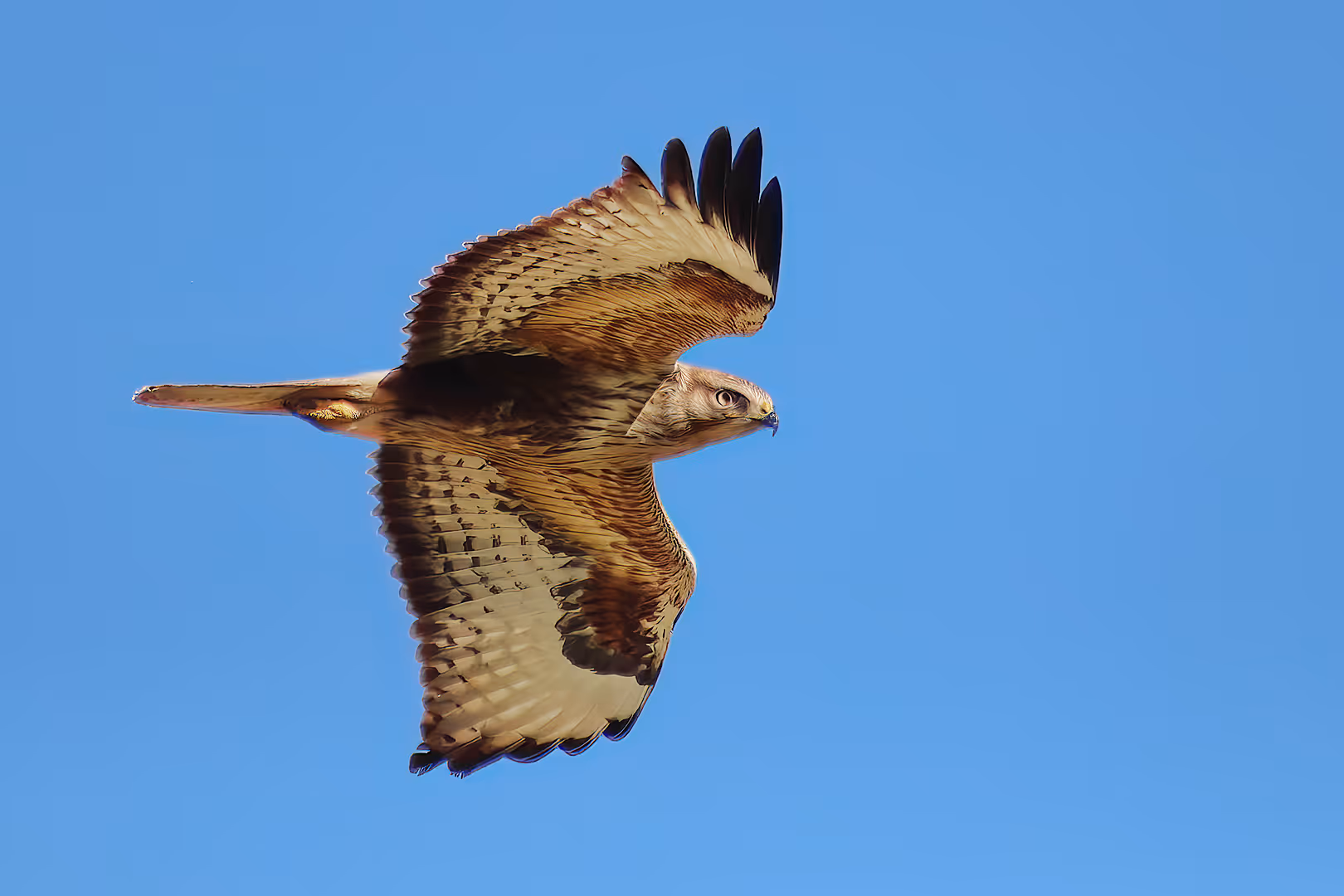 עקב עיטי בתעופה