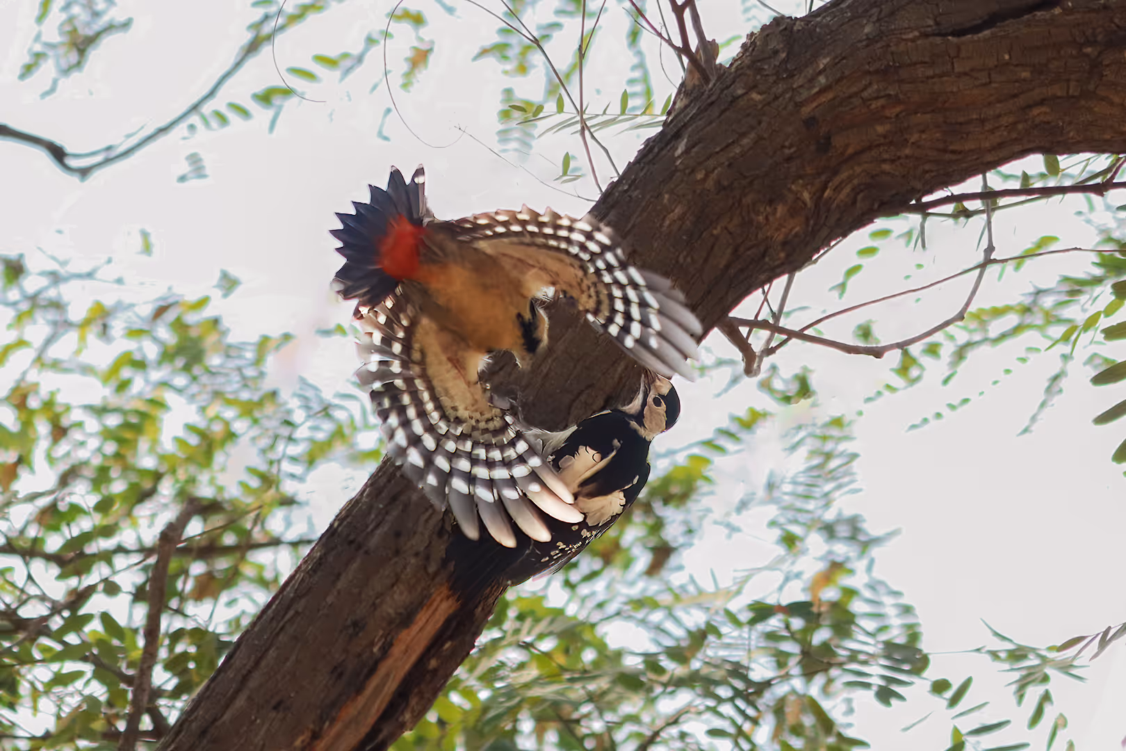 קרב טריטוריה בין שני נקרים סוריים
