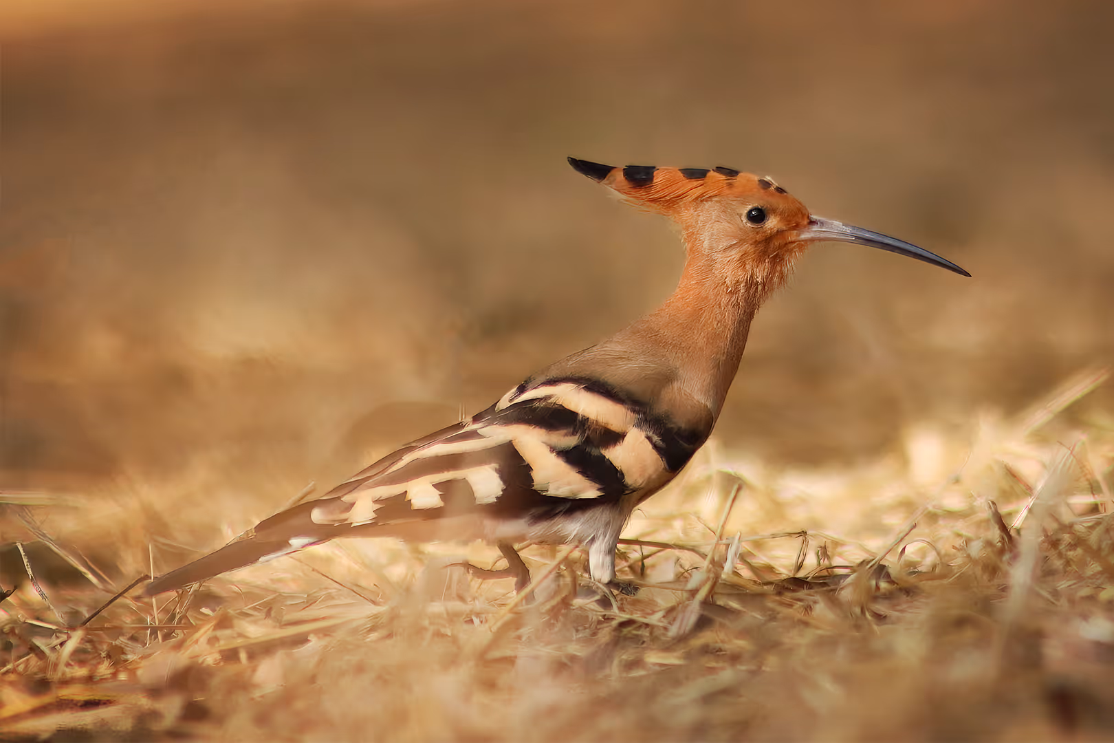 דוכיפת בצמחייה יבשה