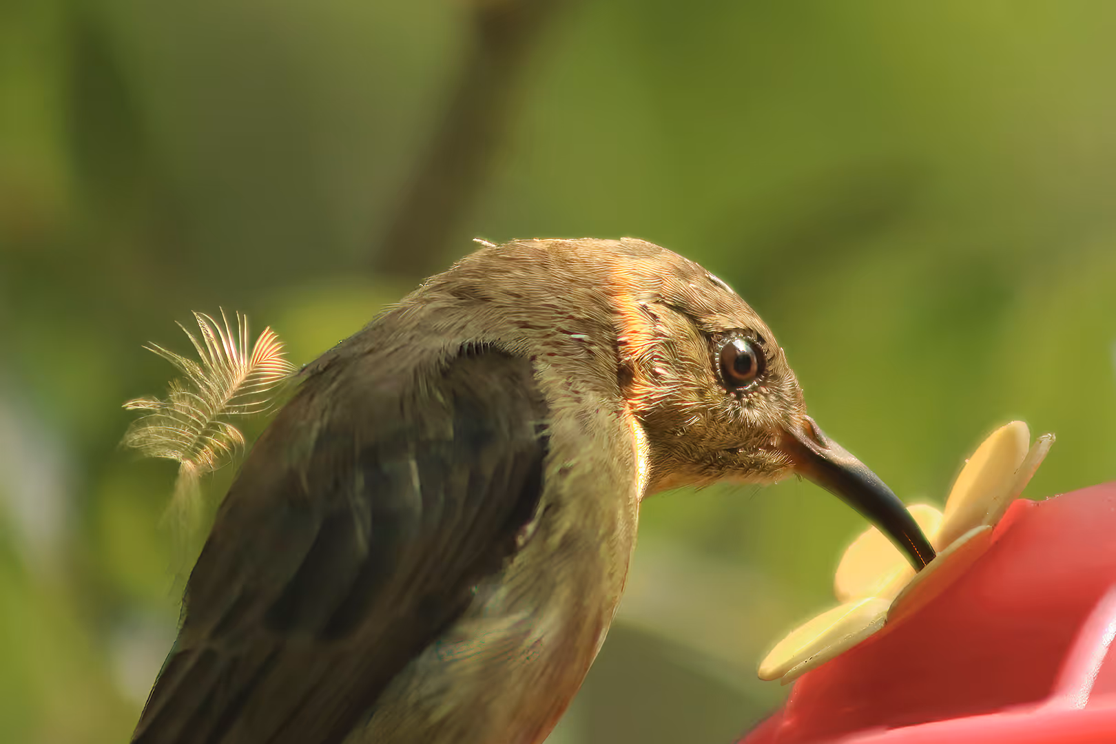 צופית נקבה על מתקן האכלה