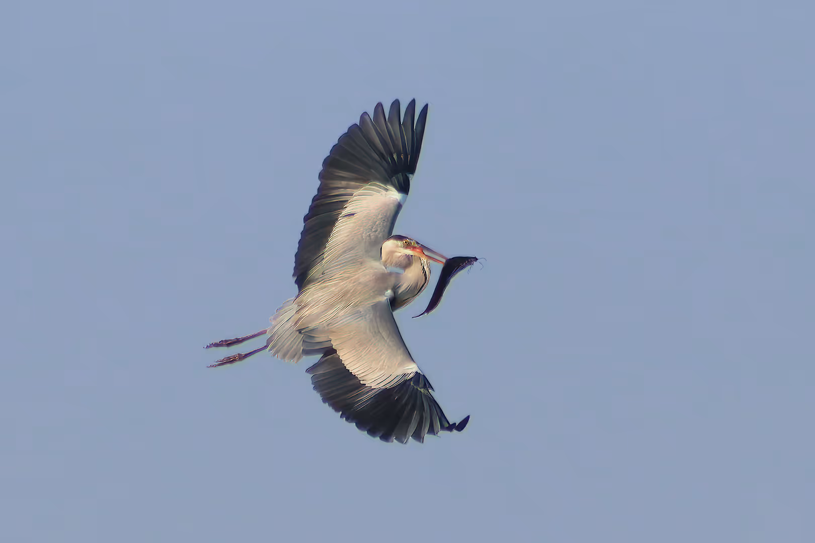 אנפה אפורה בתעופה עם דג שפמנון