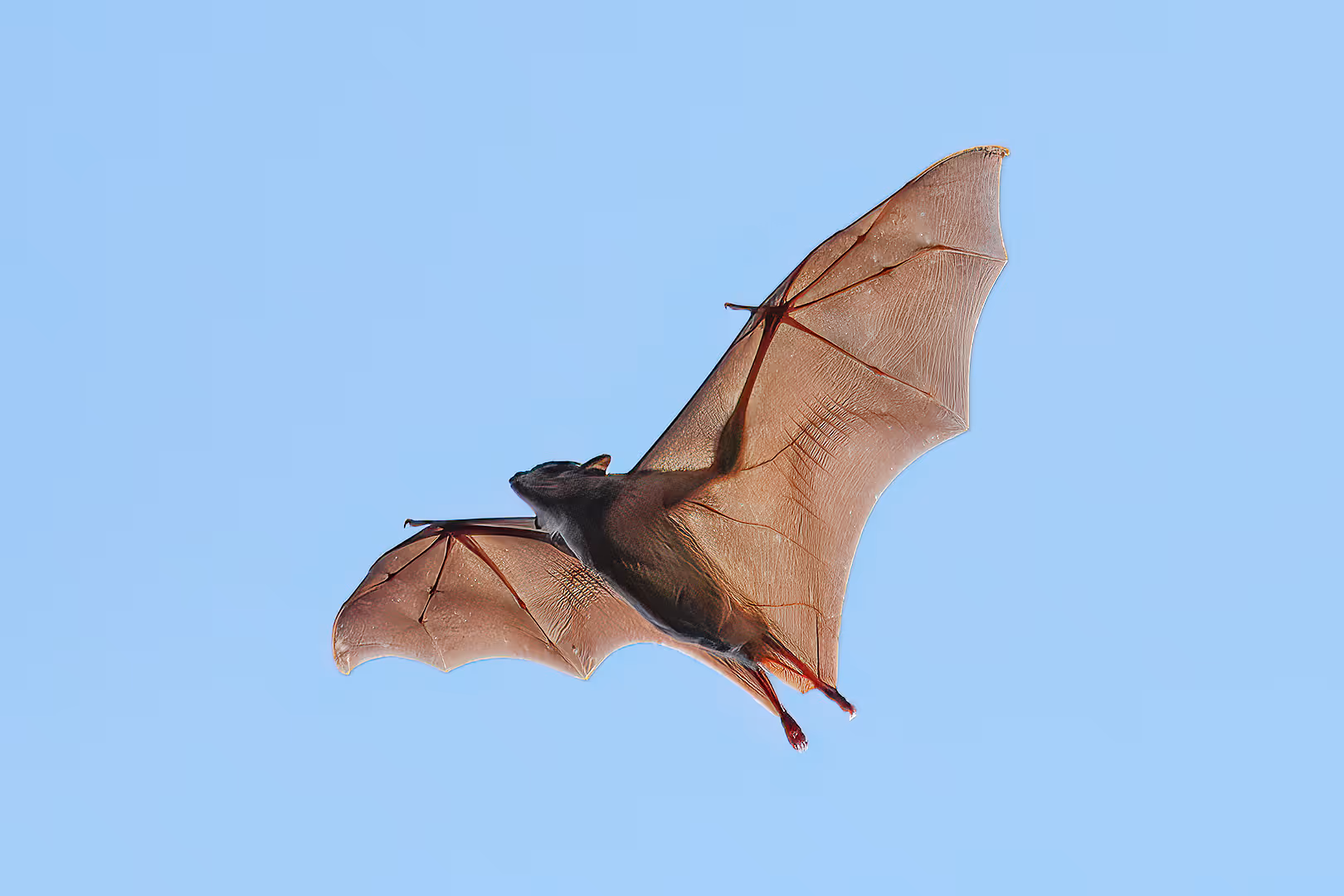 עטלף פירות מצוי בתעופה