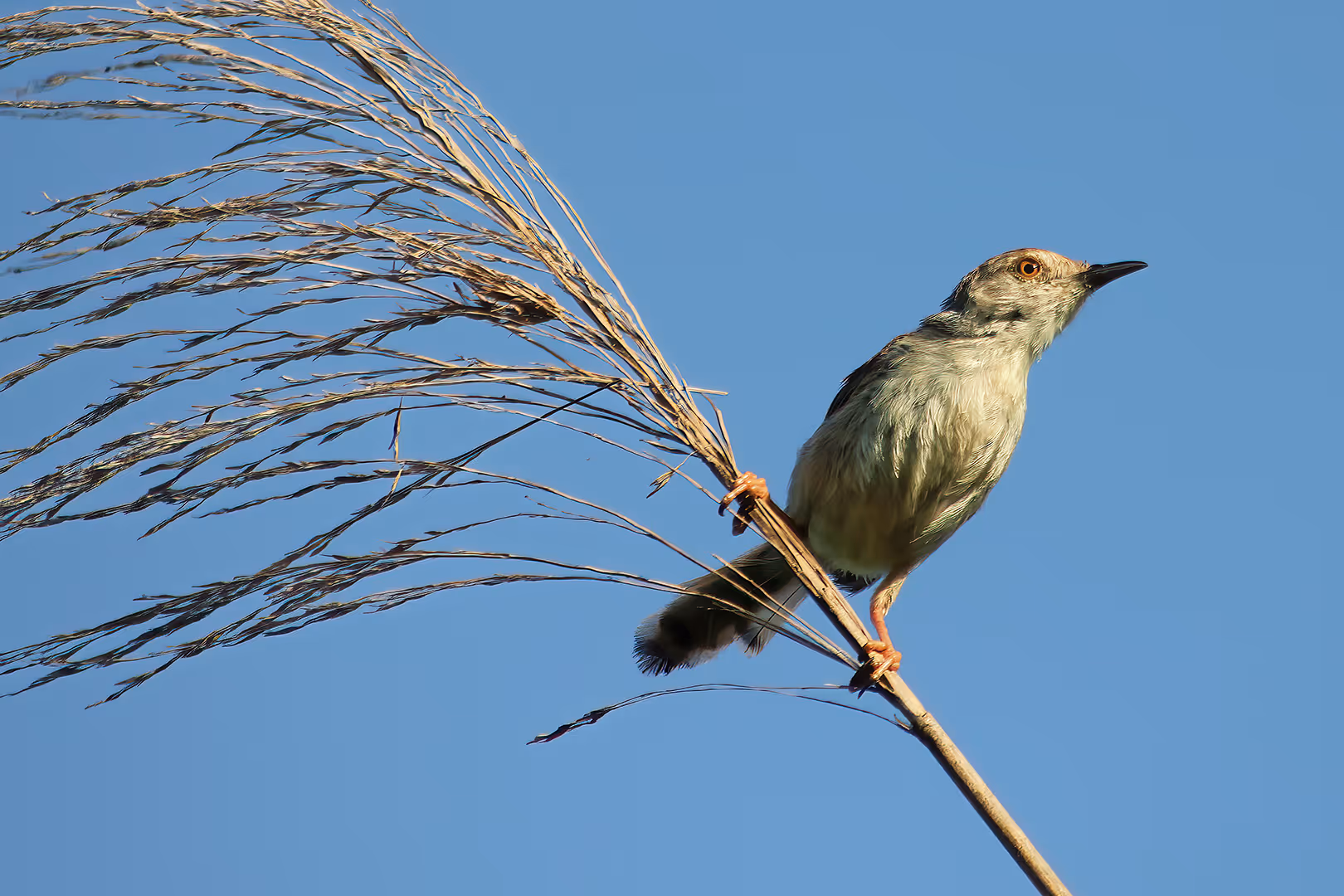 פשוש על ענף
