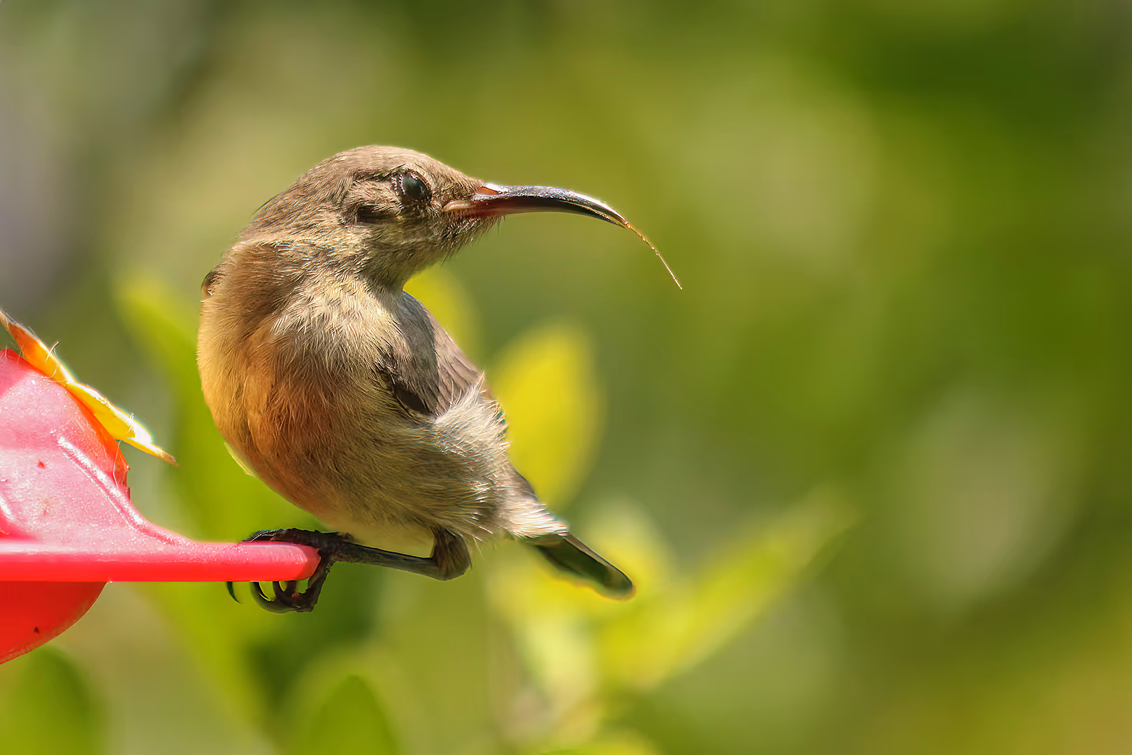 צופית נקבה על מתקן האכלה