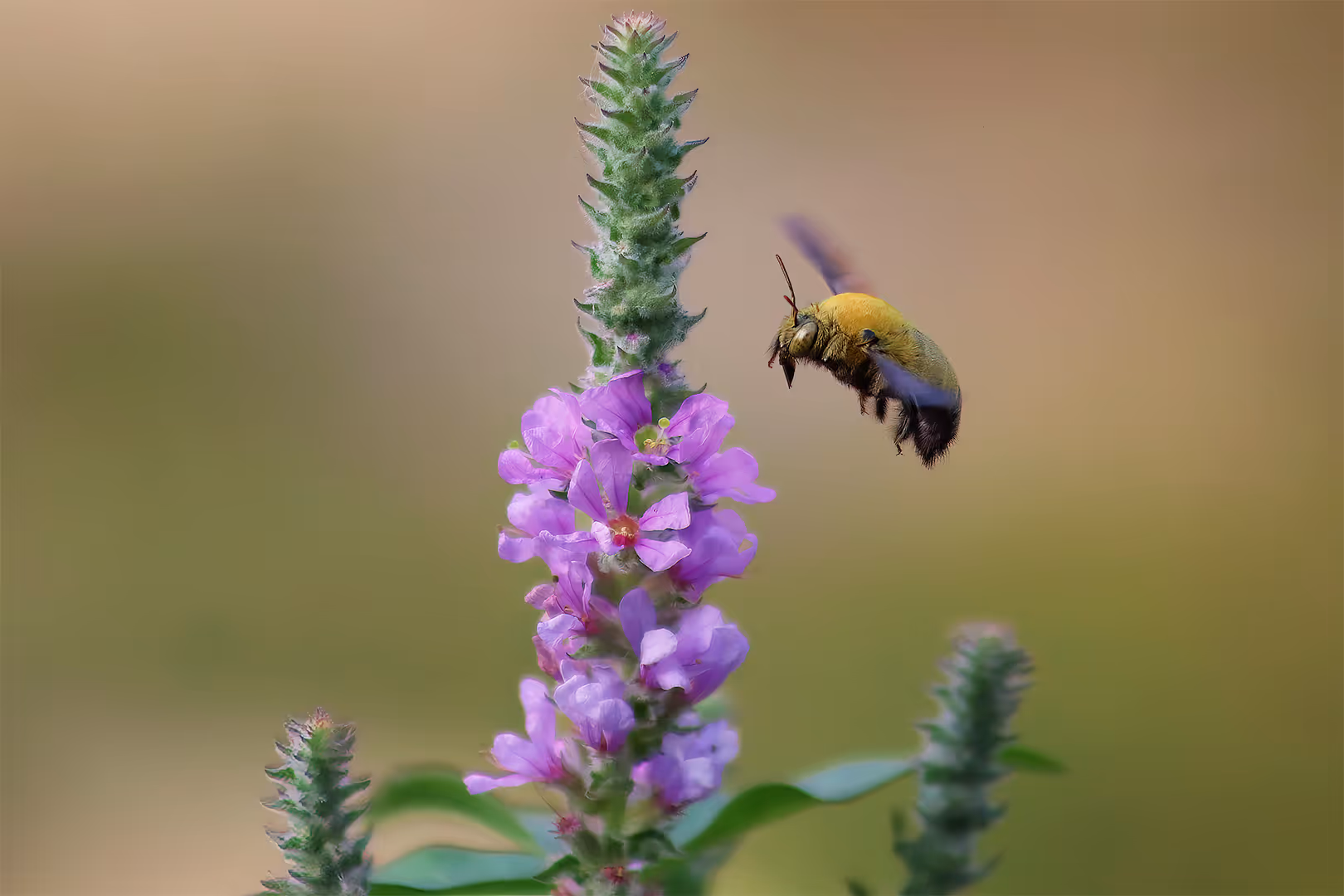 דבורת עץ ליד שנית גדולה