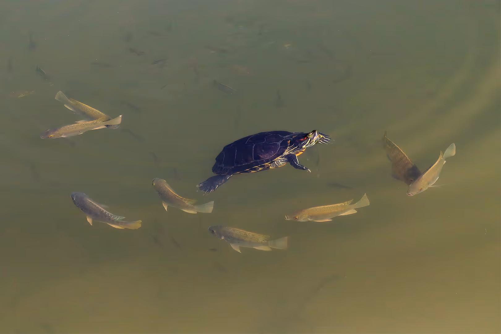  צבגון אדום אוזן מוקף דגים