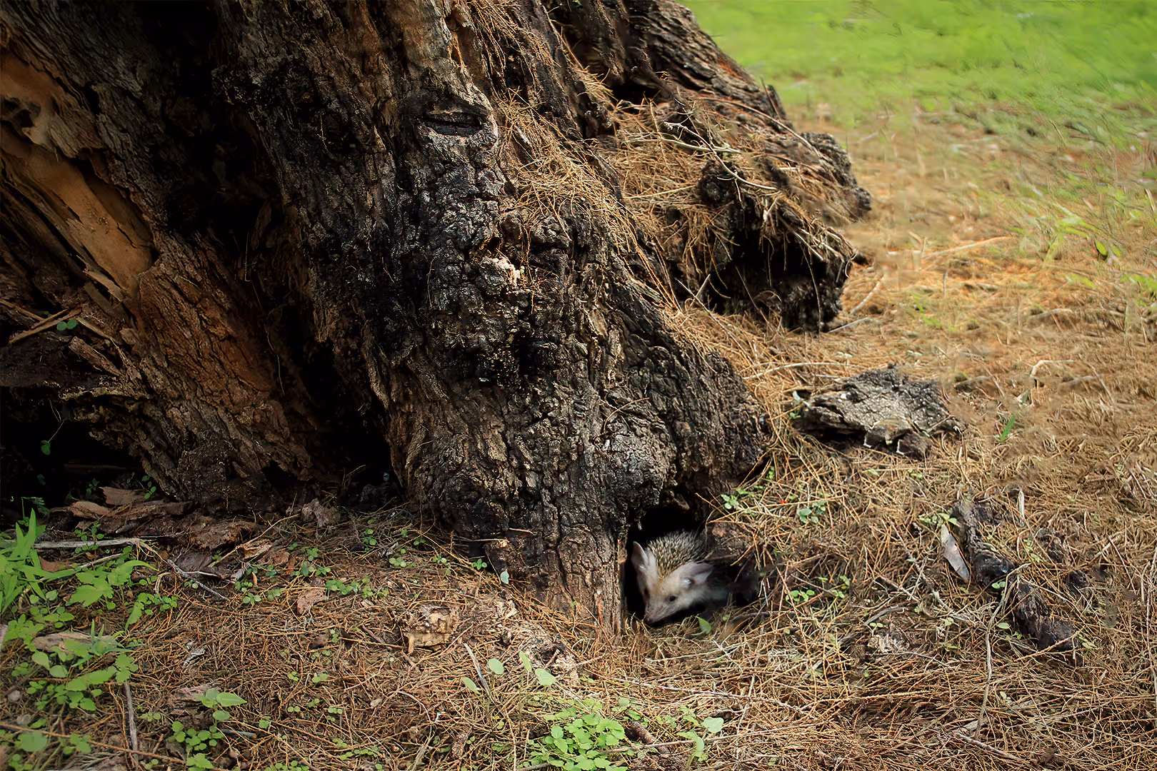 קיפוד חולות מצוי מתחבא מתחת לעץ