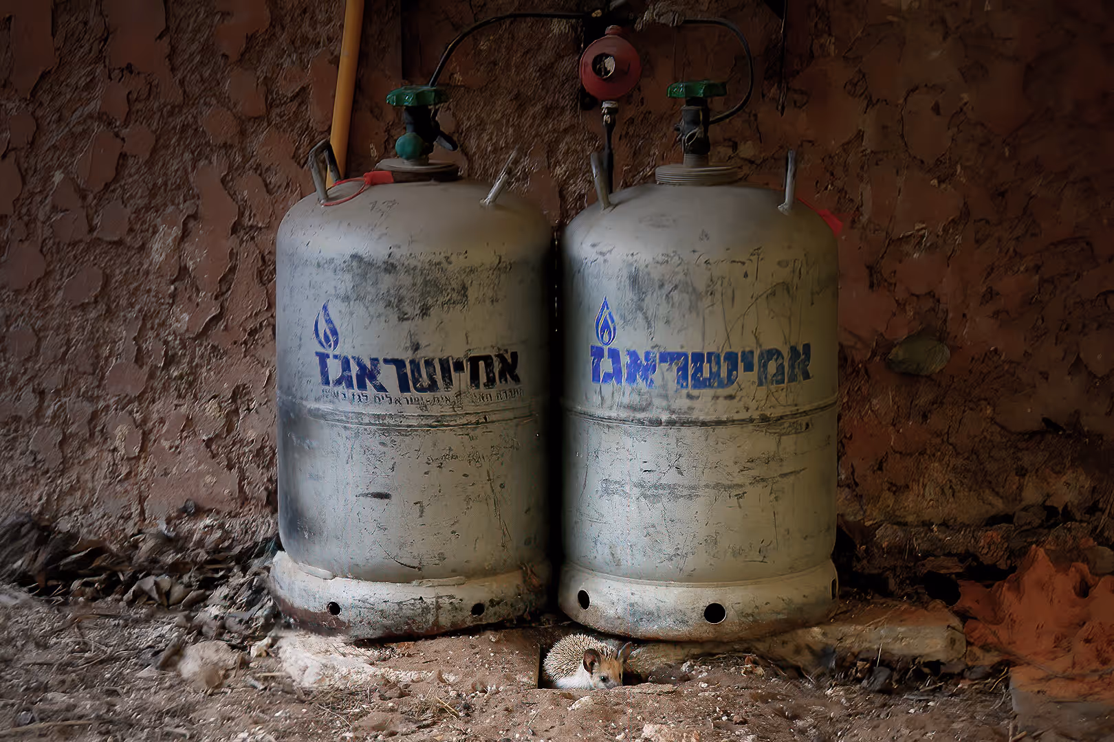 קיפוד חולות מצוי מתחבא מתחת לבלוני גז