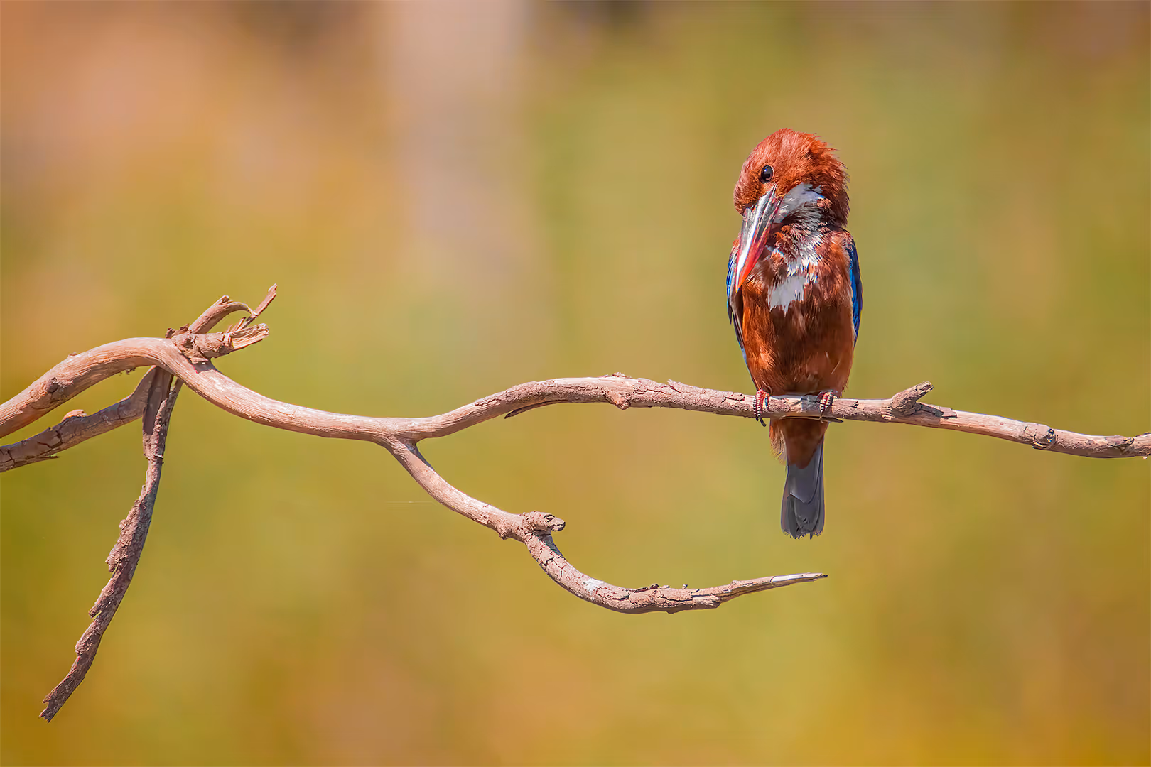 שלדג לבן חזה במראה נוגה