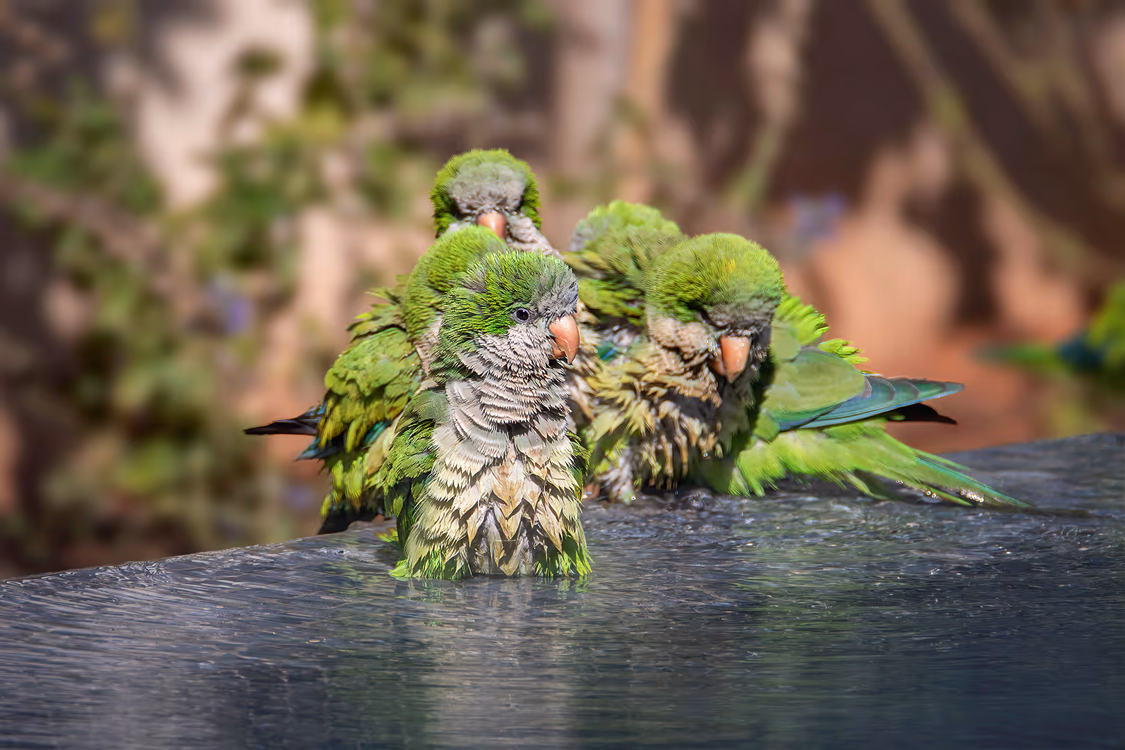 תוכים נזיריים מתרחצים