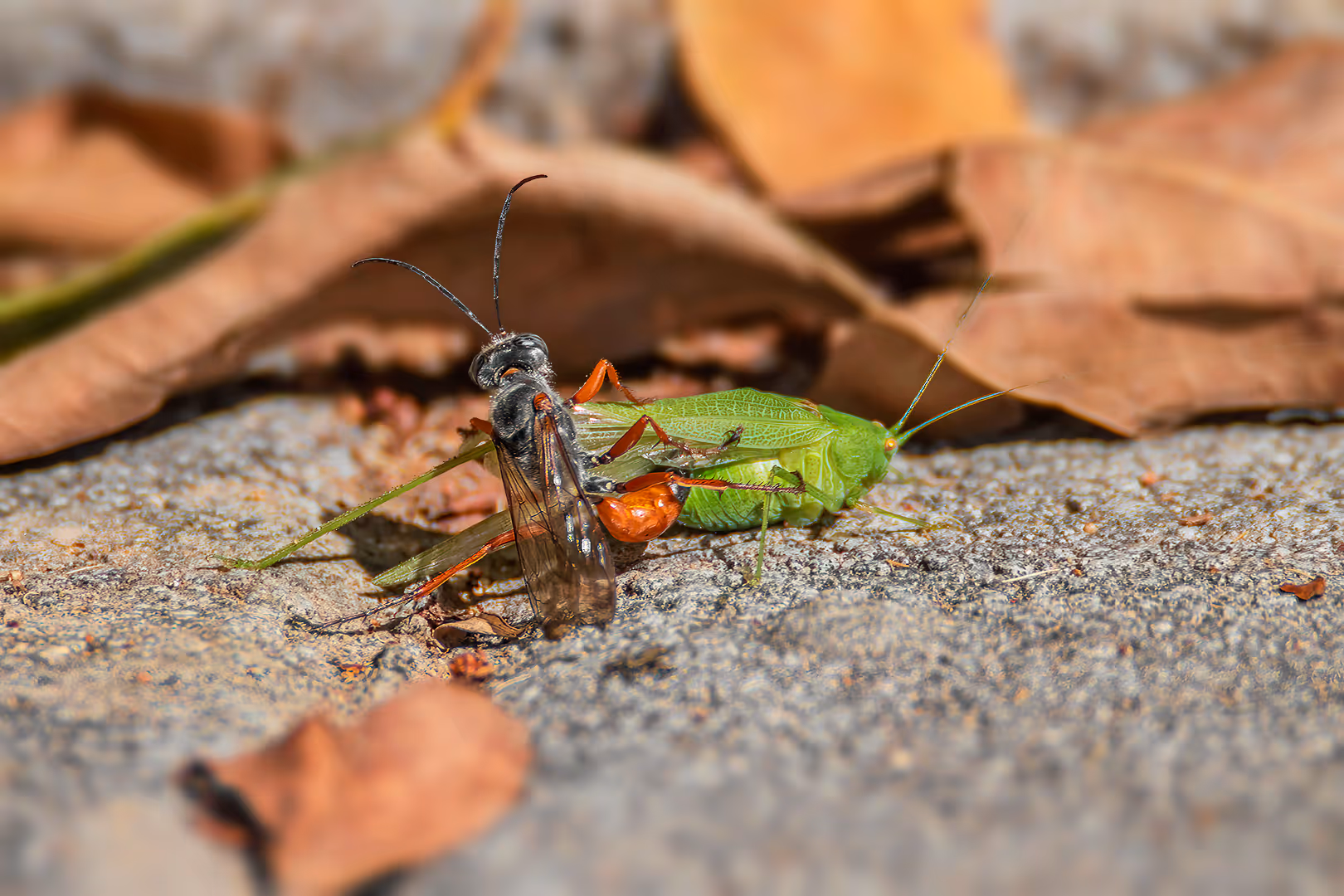 צרעה טפילית מטפילה חרגול