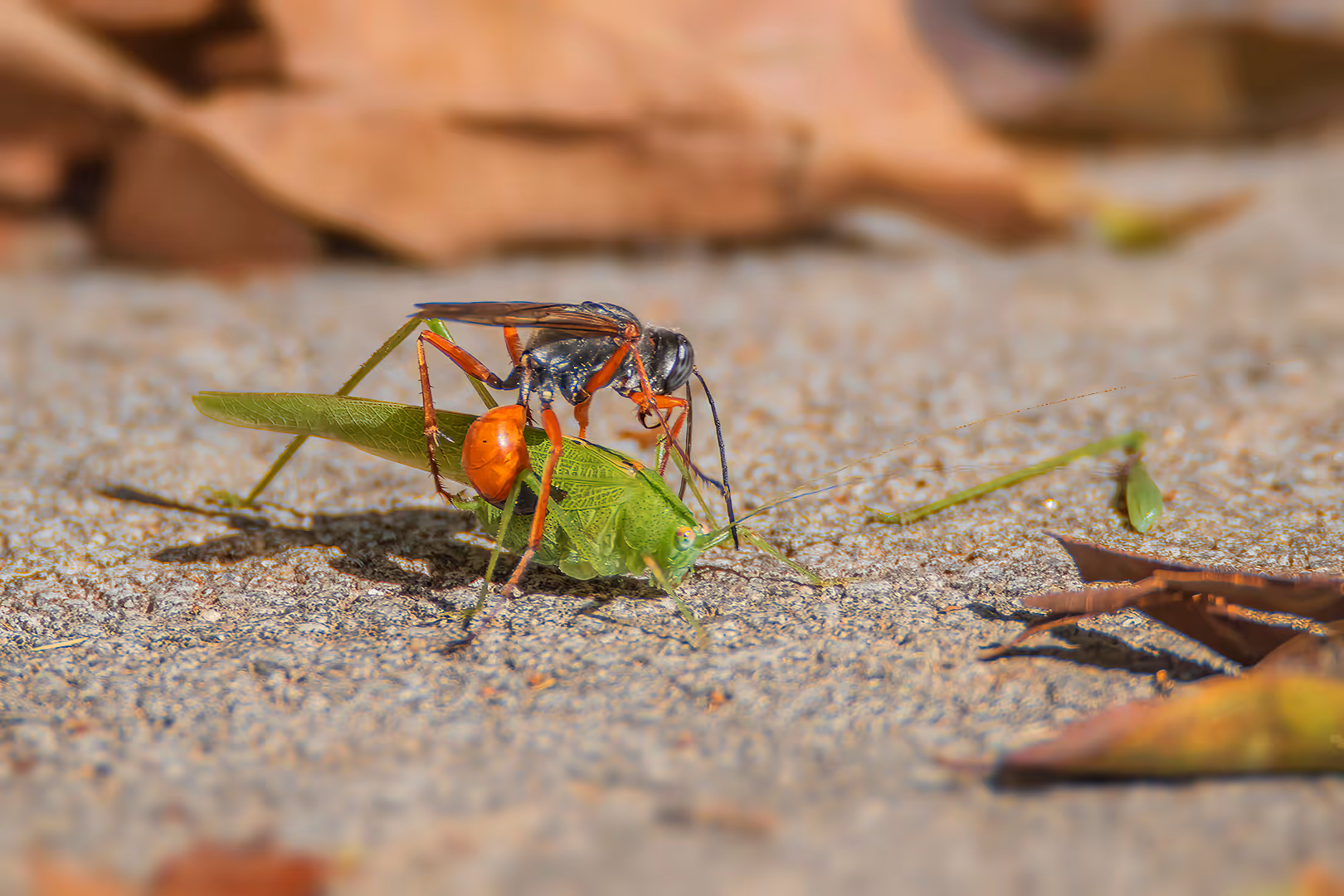 צרעה טפילית מטפילה חרגול