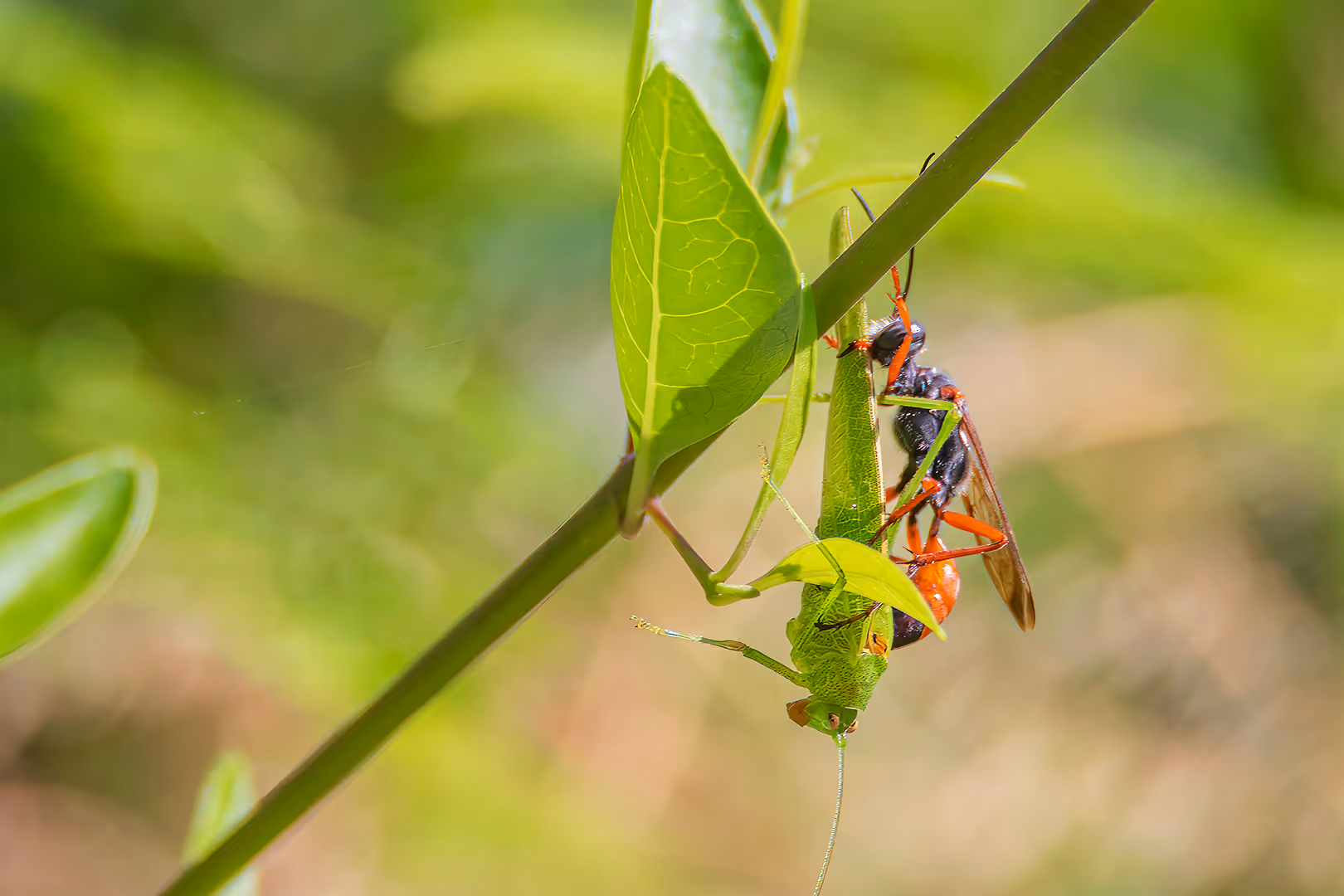 צרעה טפילית מטפילה חרגול על ענף
