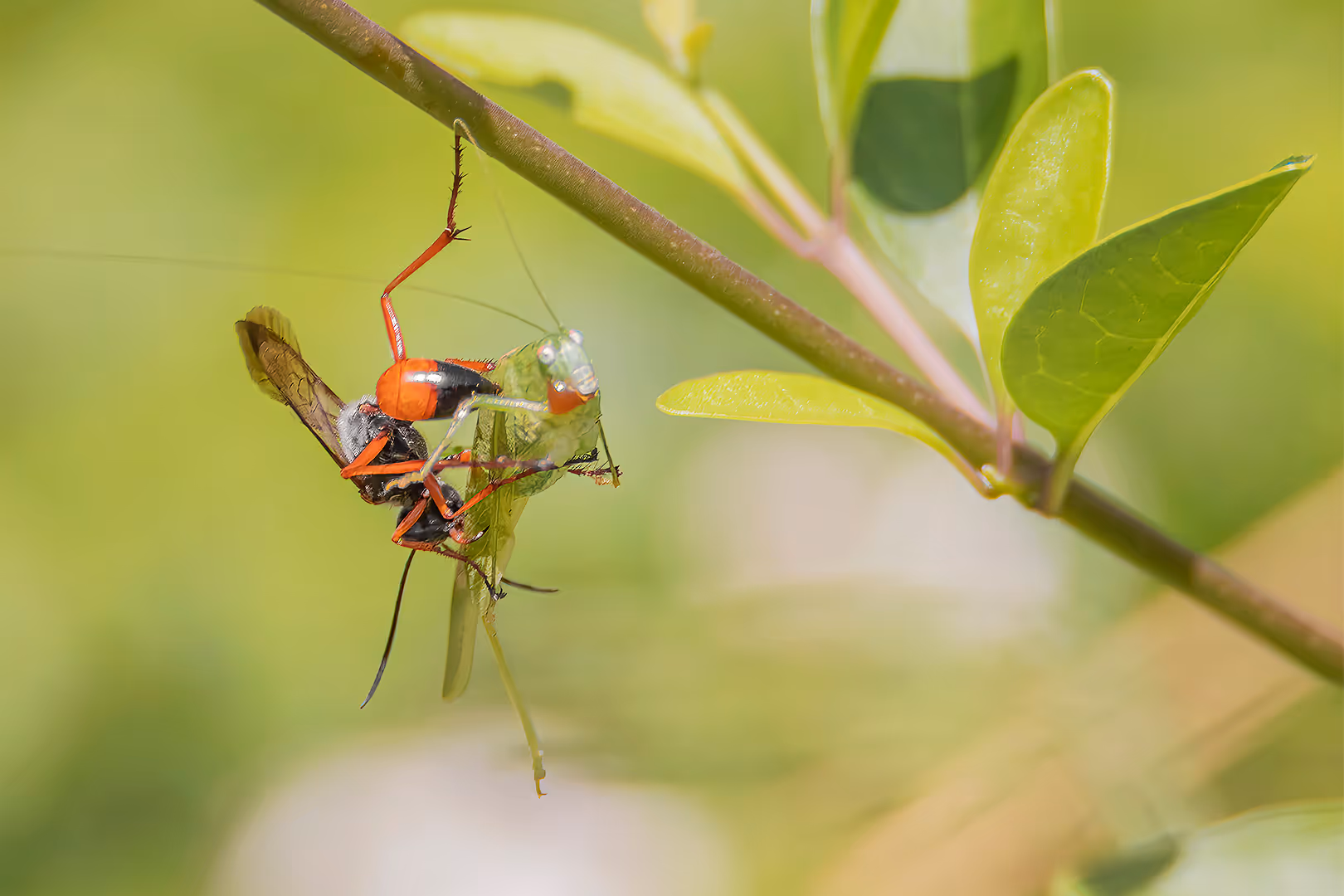 צרעה טפילית מטפילה חרגול על ענף