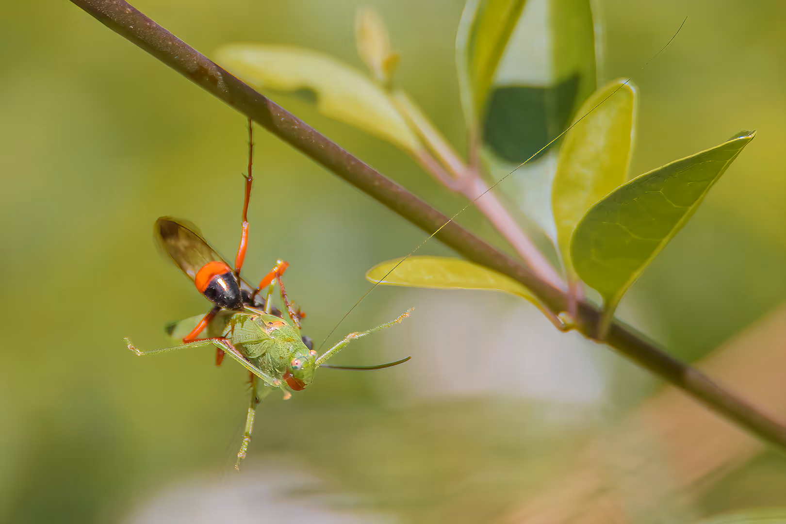 צרעה טפילית מטפילה חרגול על ענף
