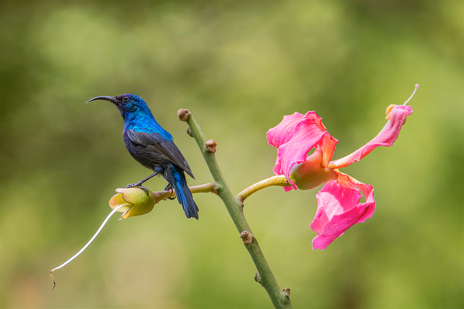 צופית על כוריזיה הדורה