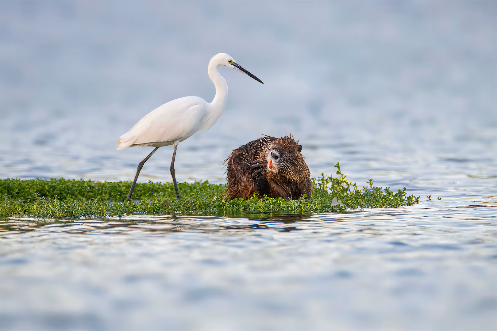 לבנית קטנה עם נוטרייה