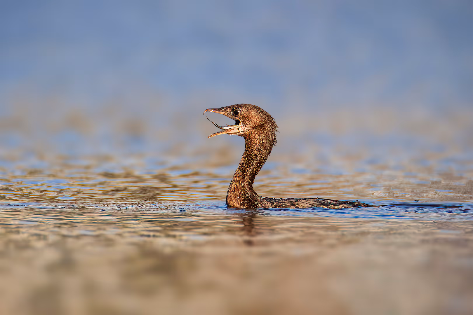 קורמורן גמדי עם לשון דג
