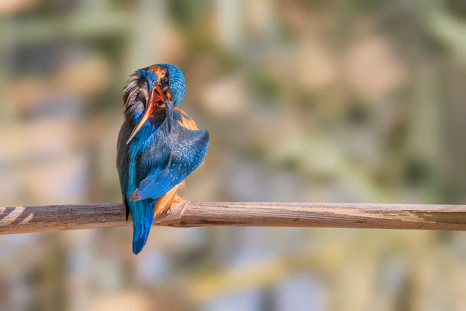 שלדג גמדי מתנקה