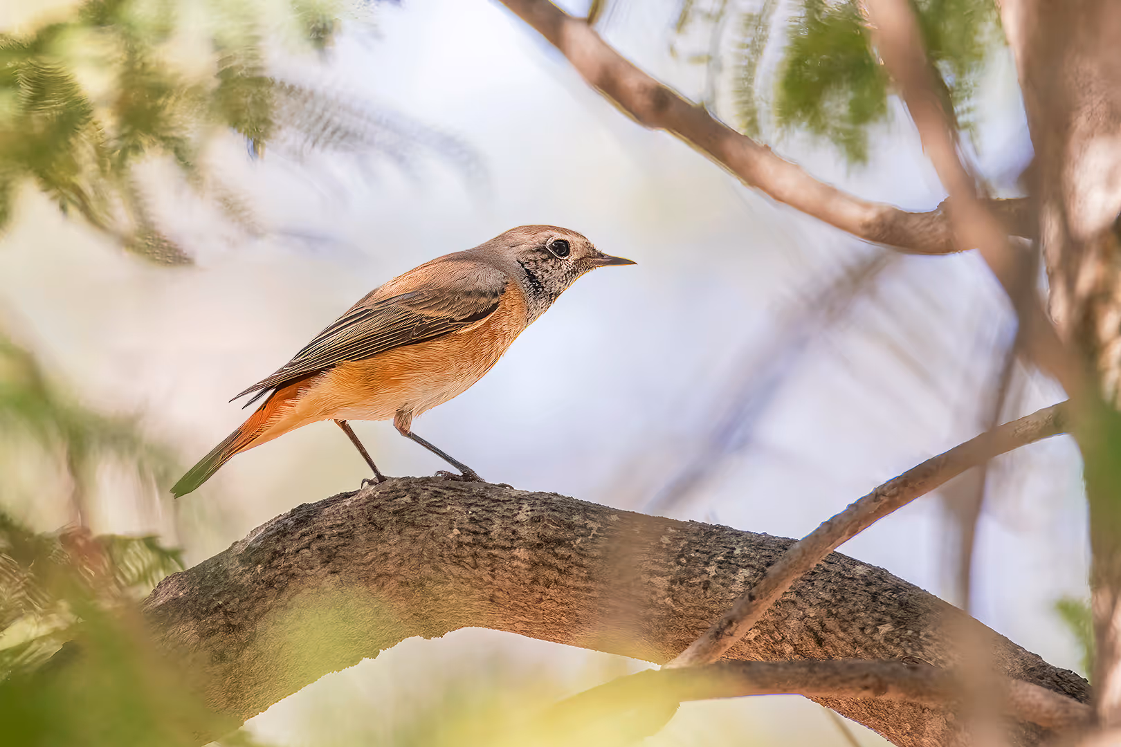 חכלילית עצים על ענף