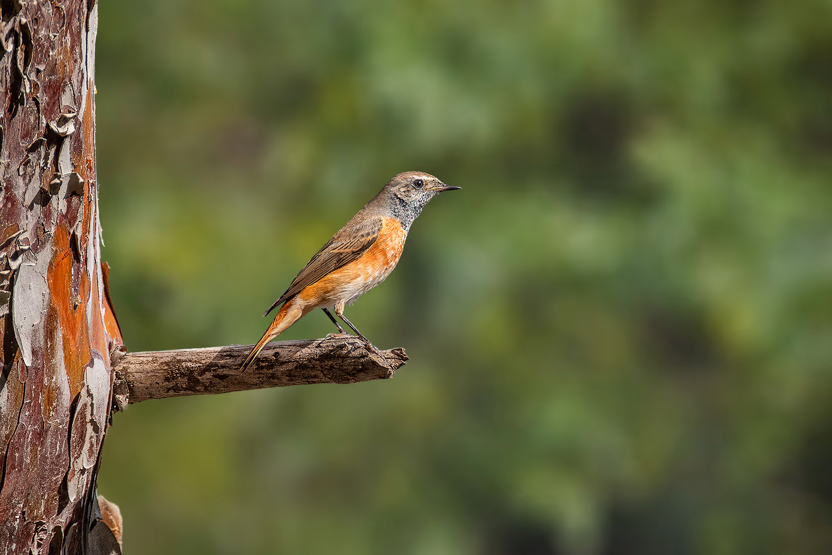 חכלילית עצים על ענף