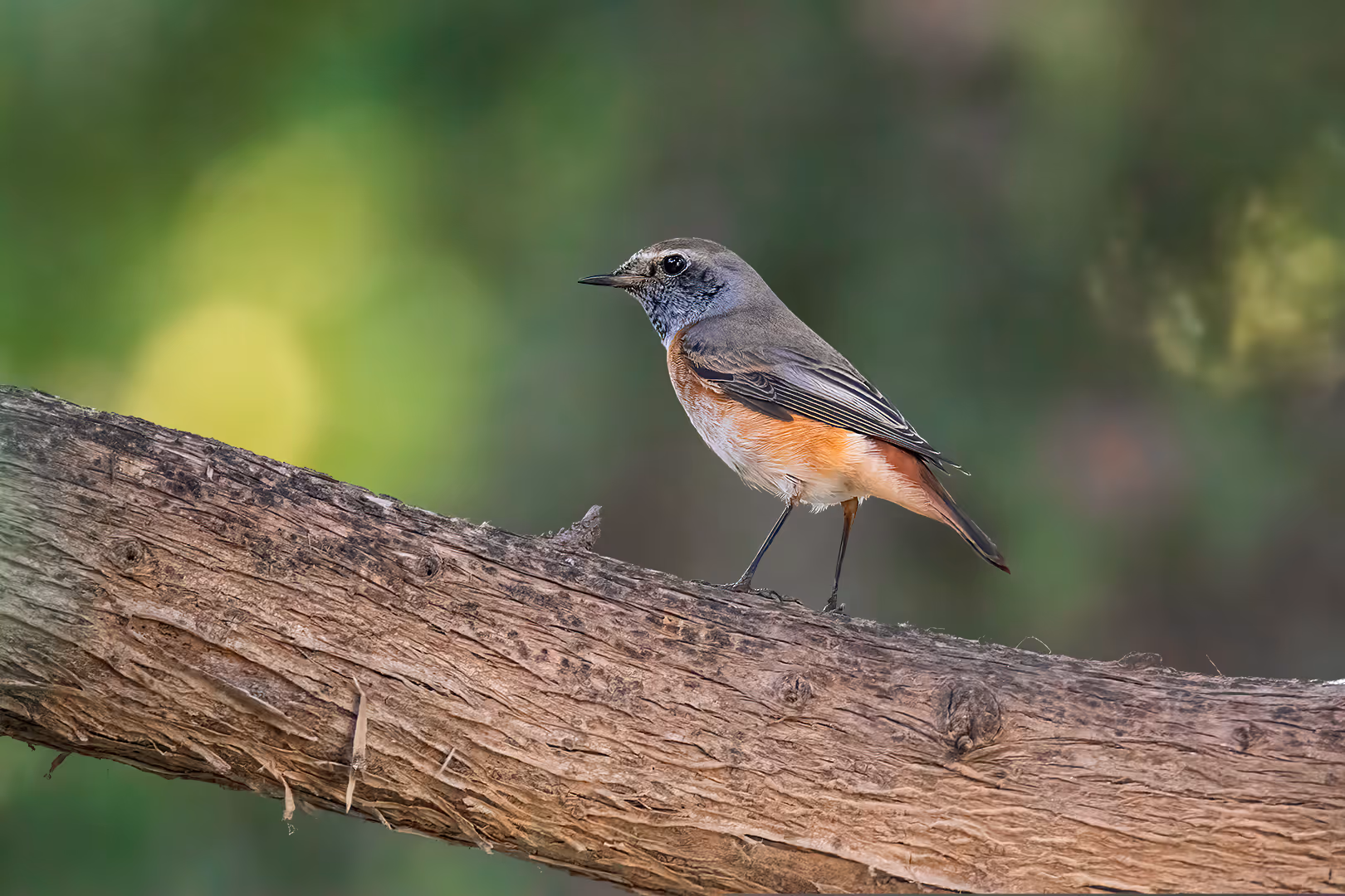 חכלילית עצים על ענף