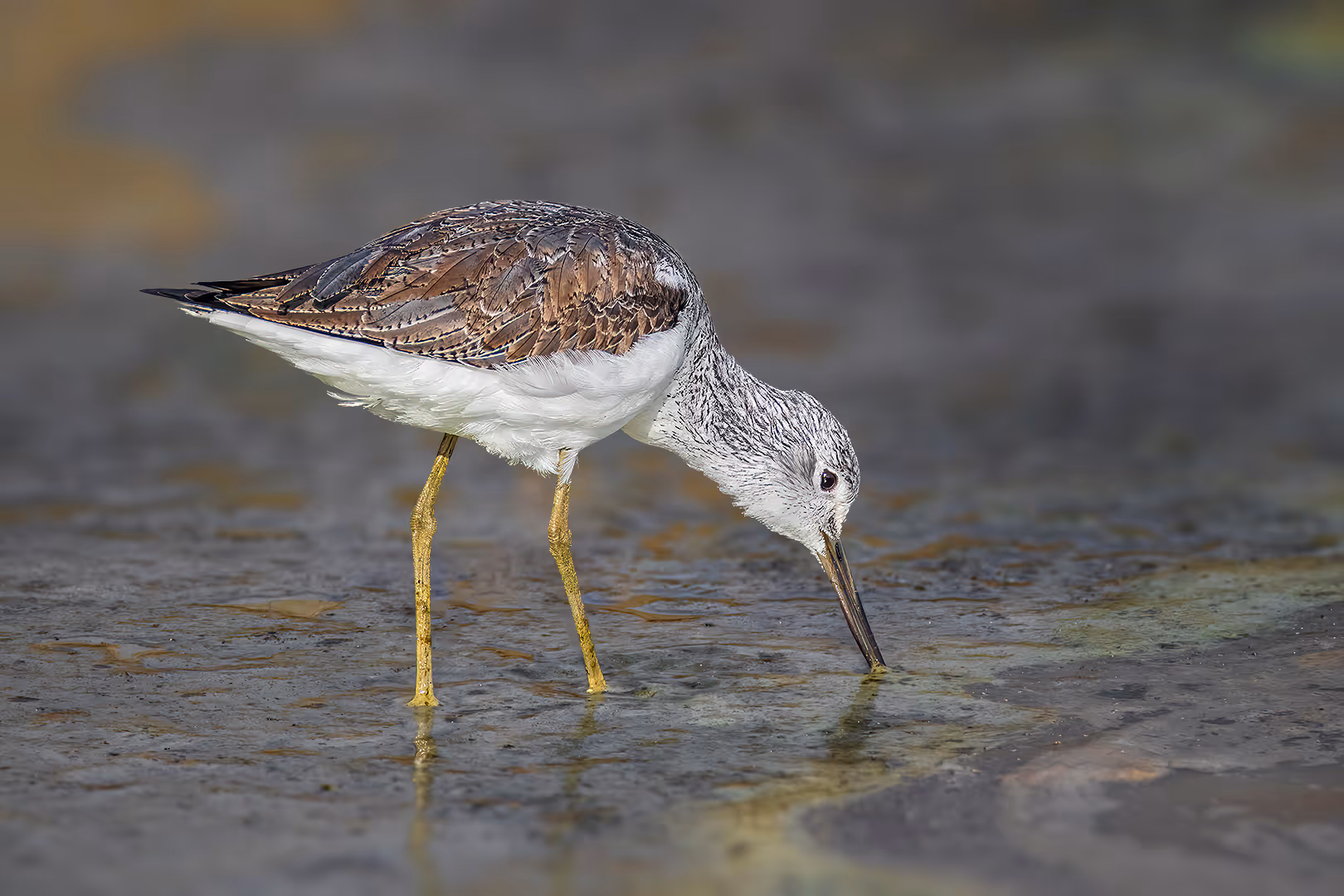 ביצנית ירוקת רגל מחפשת מזון