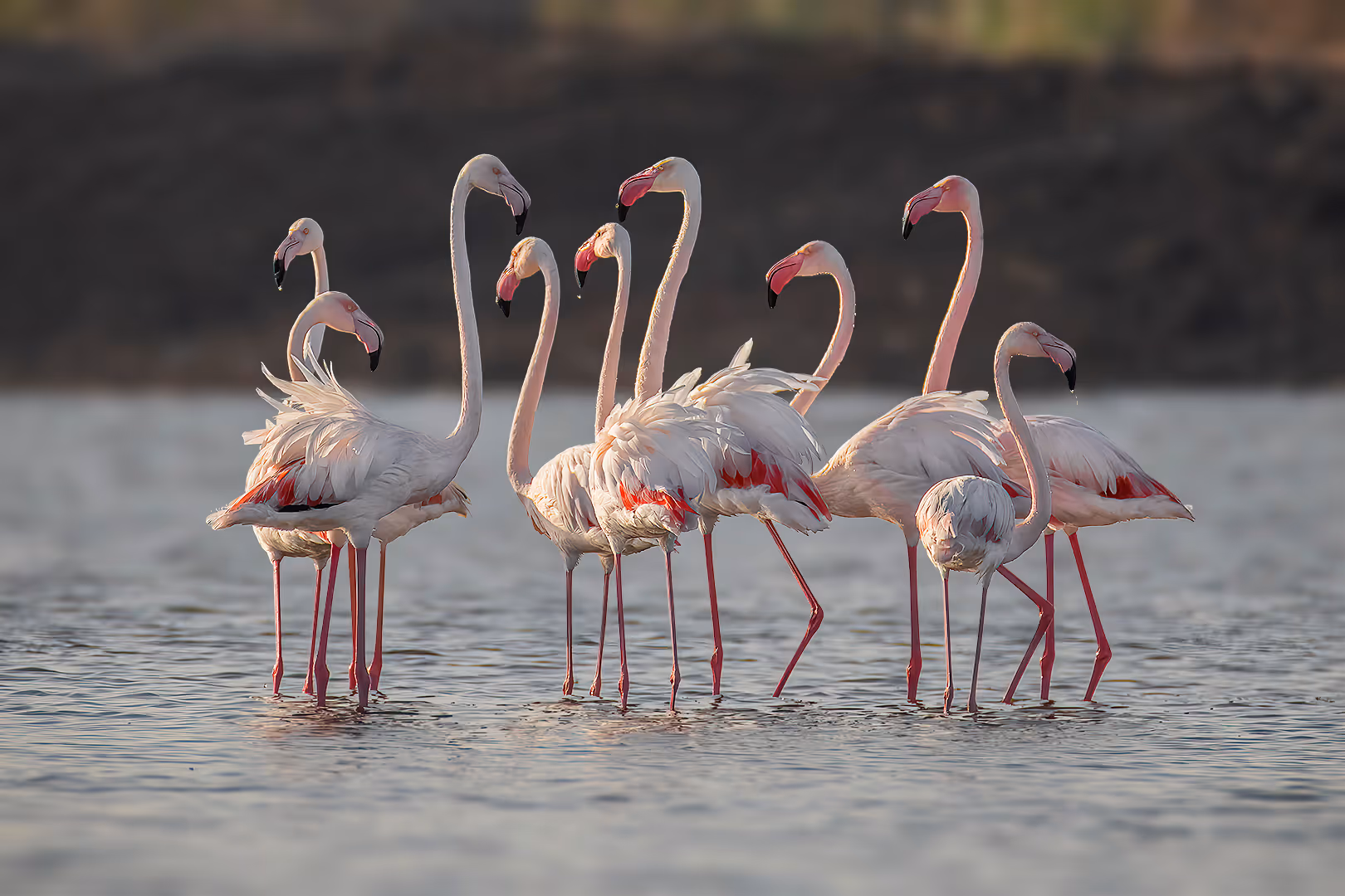 להקה של פלמינגוים מצויים 