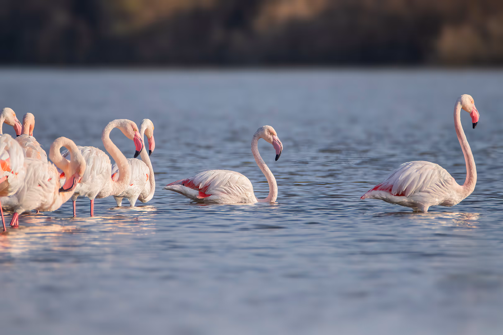 פלמינגוים מצויים בשורה