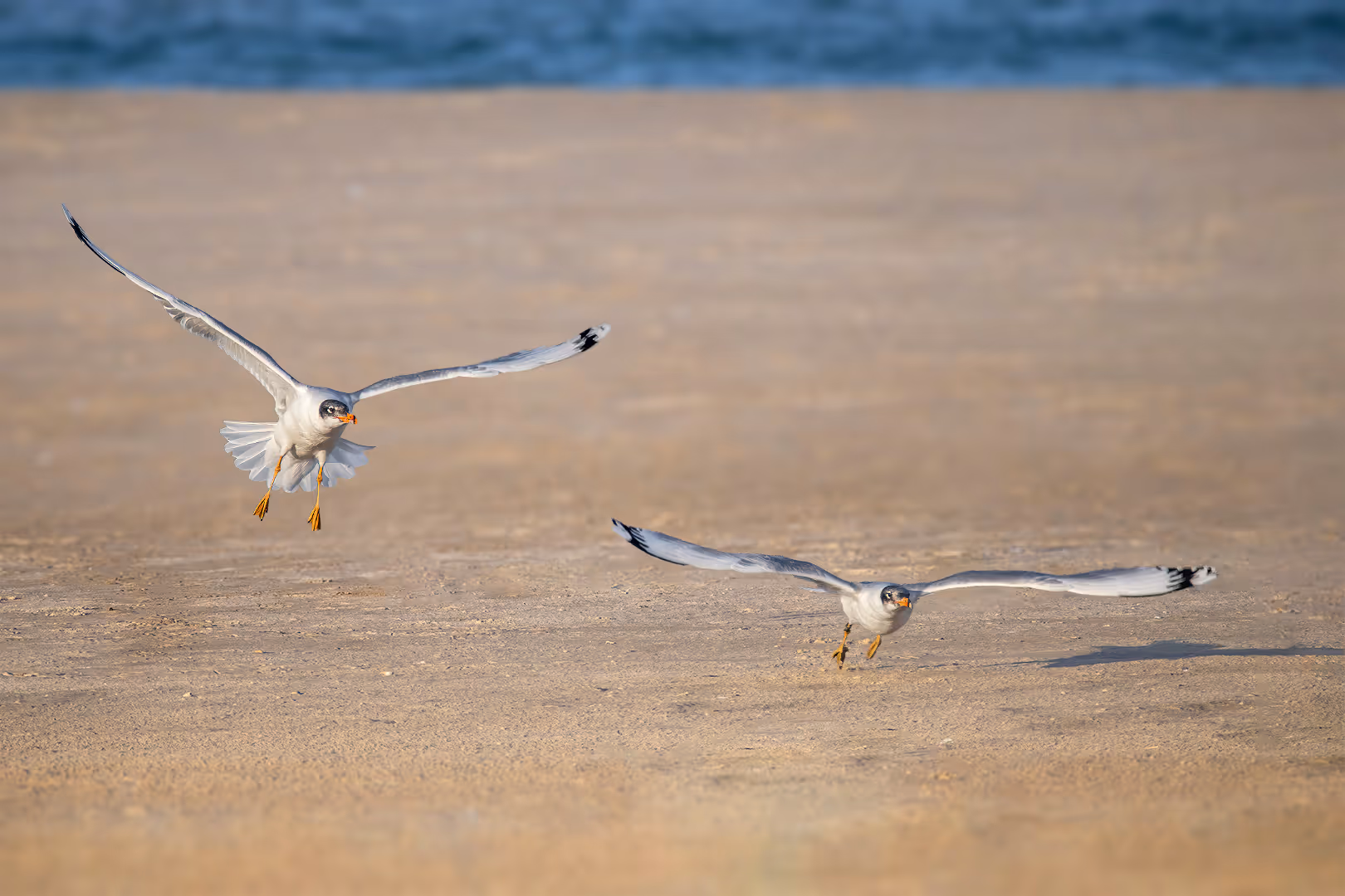 שחפים עיטיים בתעופה