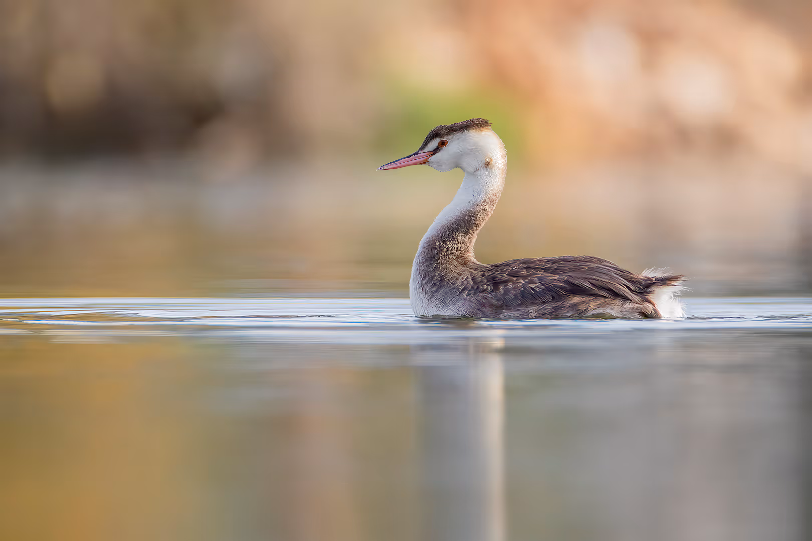 טבלן מצויץ בפרופיל
